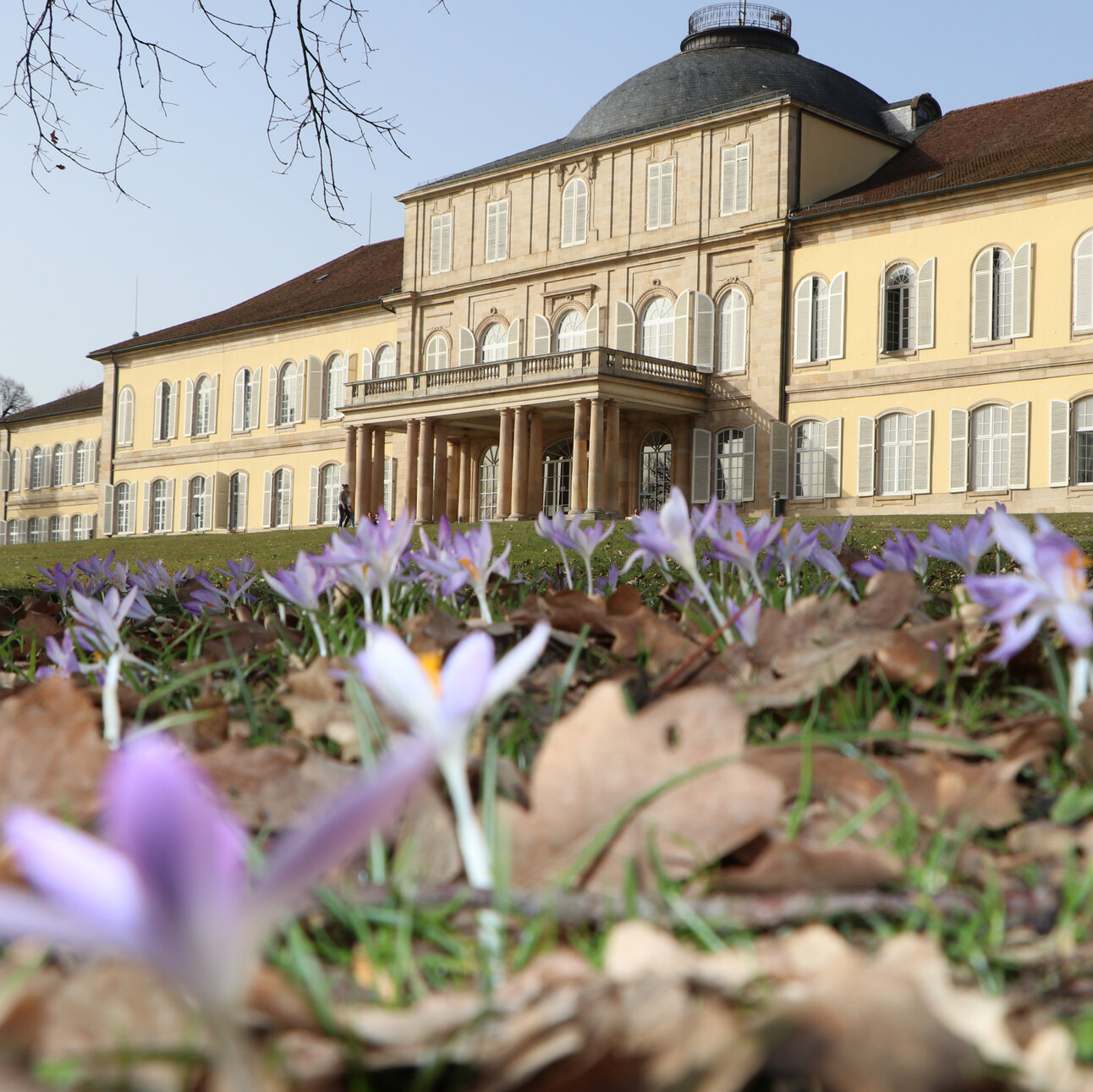 Foto: Schloss Hohenheim mit symmetrischem Design und Kuppeldach im Hintergrund. Im Vordergrund blühen lila Krokusse auf einer Wiese mit Herbstlaub.